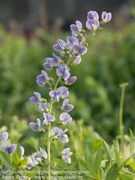 Färberhülse 'Starlight' (Baptisia Prairieblues-Ser.)