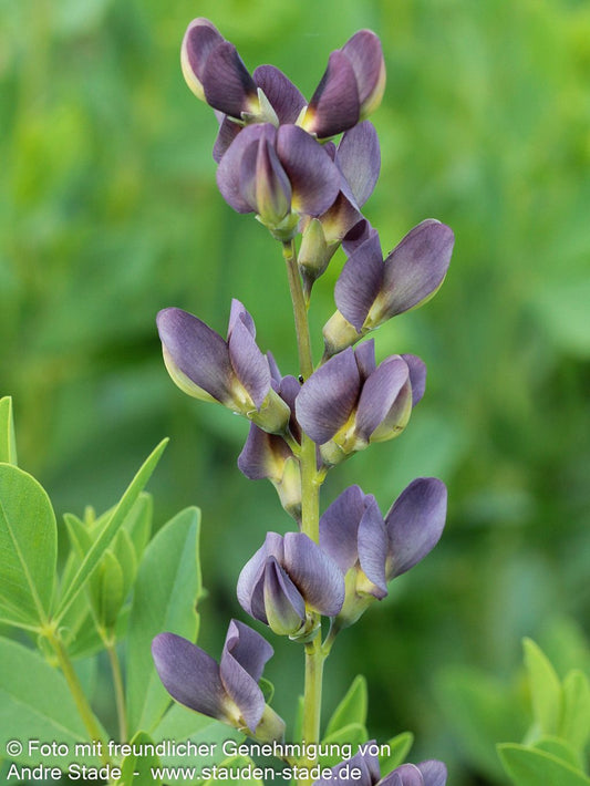Färberhülse 'Twilight' (Baptisia Prairieblues-Ser.)