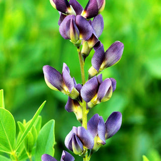 Färberhülse 'Twilight' (Baptisia Prairieblues-Ser.)