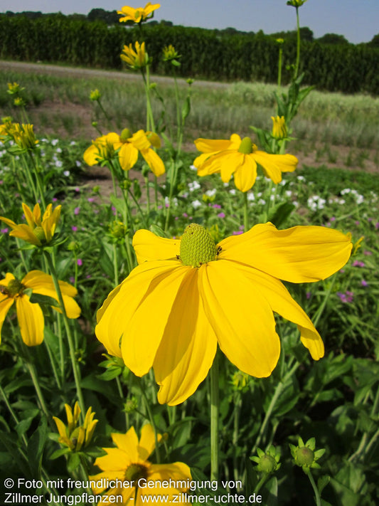 Fallschirm-Sonnenhut 'Juligold' (Rudbeckia nitida)