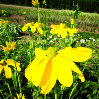 Fallschirm-Sonnenhut 'Juligold' (Rudbeckia nitida)
