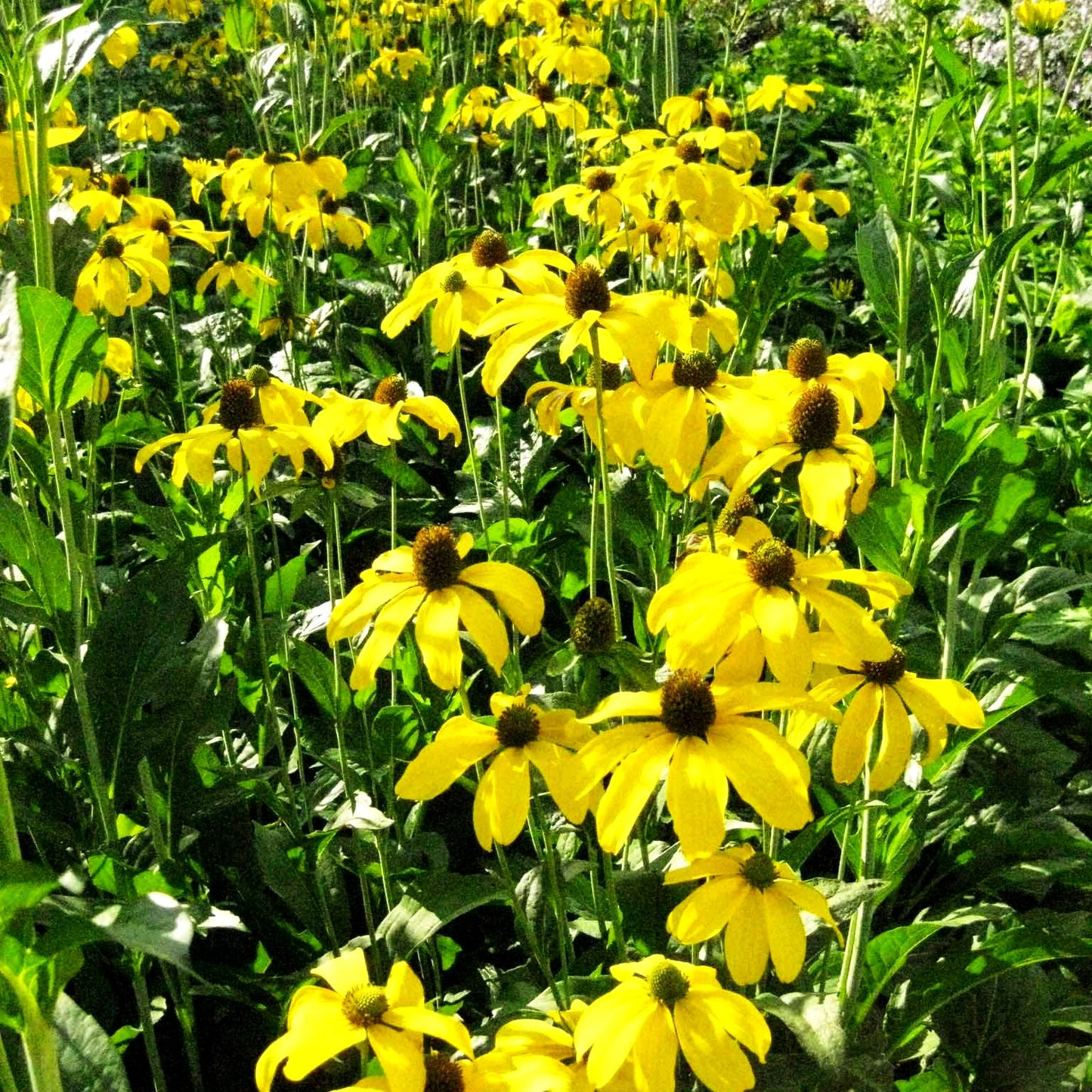 Fallschirm-Sonnenhut 'Juligold' (Rudbeckia nitida)
