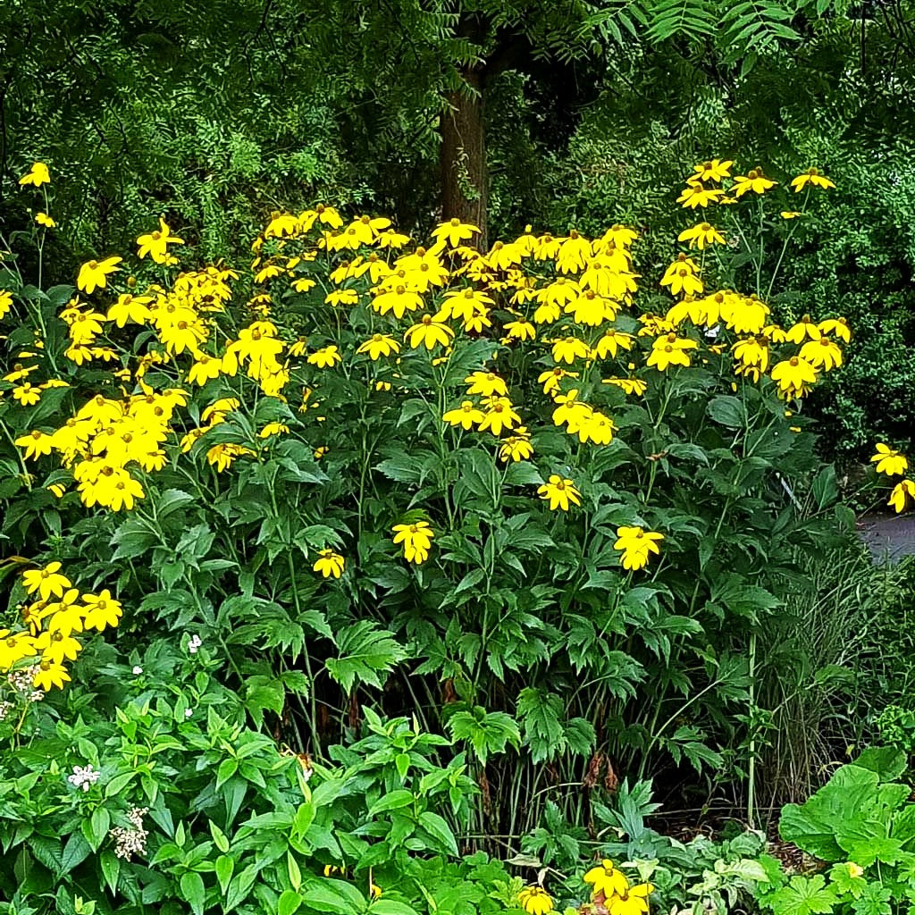 Fallschirm-Sonnenhut 'Juligold' (Rudbeckia nitida)