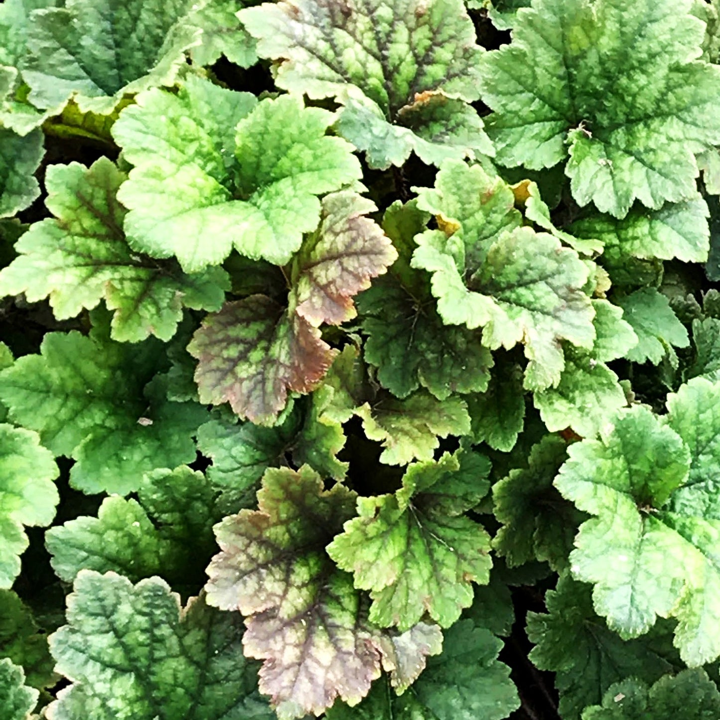 Falsche Alraunwurzel 'Moorblut' (Tellima grandiflora)