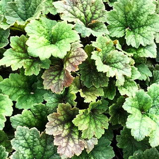 Falsche Alraunwurzel 'Moorblut' (Tellima grandiflora)