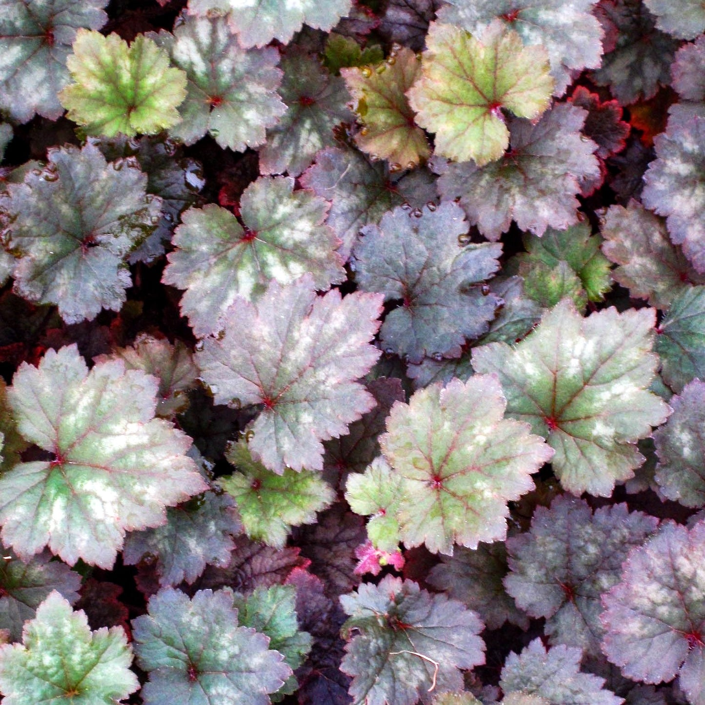 Falsche Alraunwurzel 'Moorblut' (Tellima grandiflora)