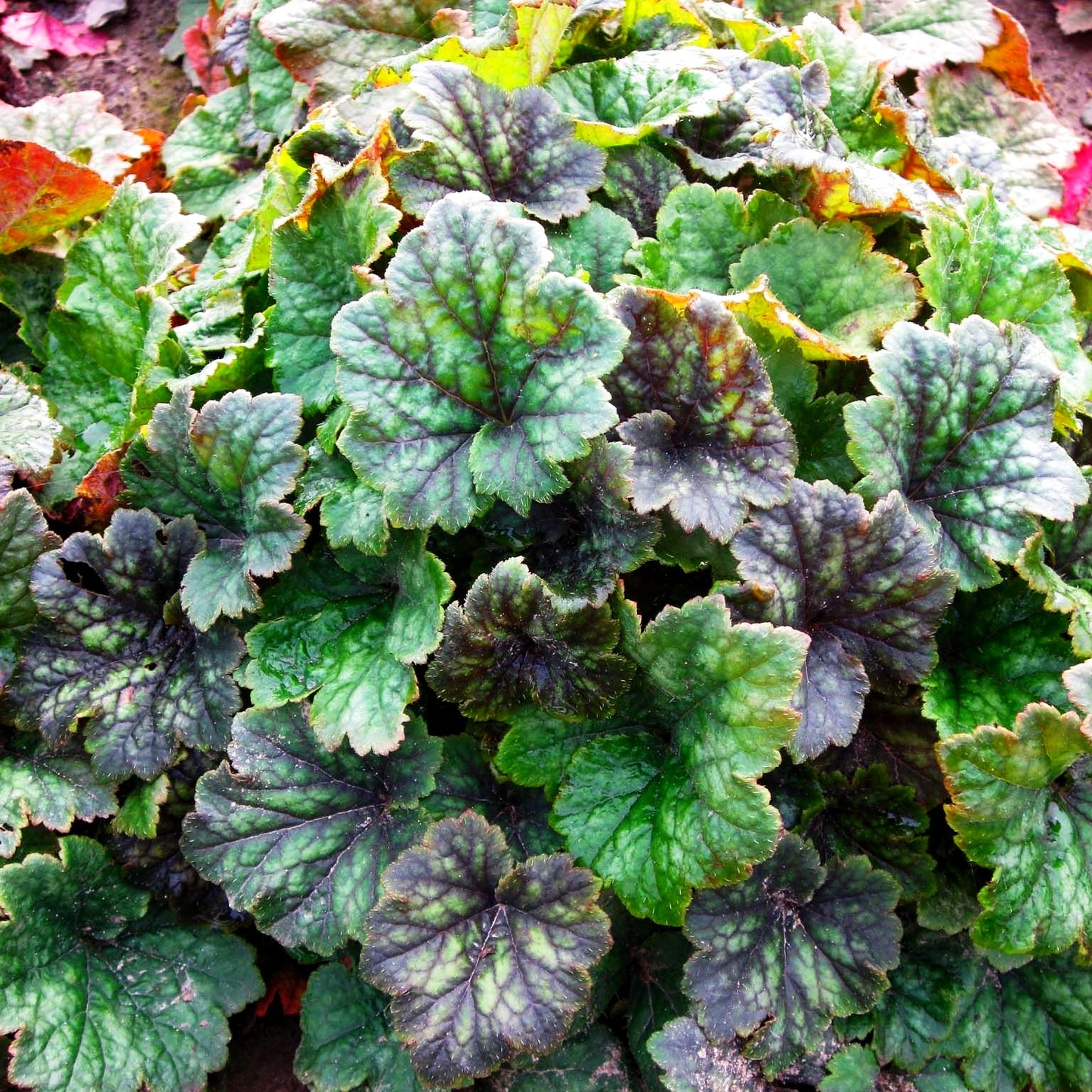 Falsche Alraunwurzel 'Moorblut' (Tellima grandiflora)