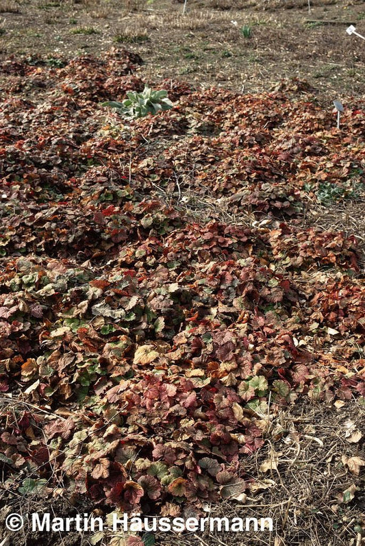 Falsche Alraunwurzel (Tellima grandiflora)
