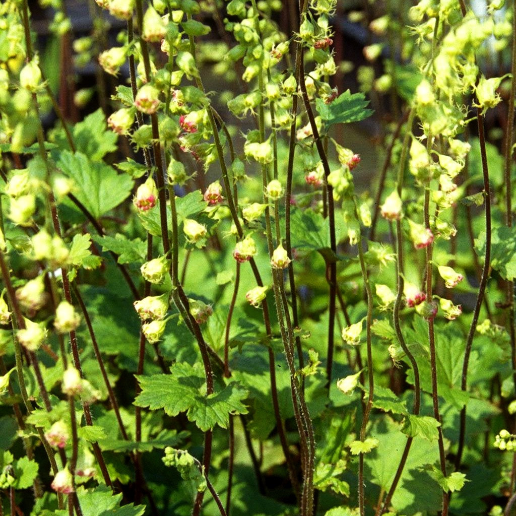 Falsche Alraunwurzel (Tellima grandiflora)