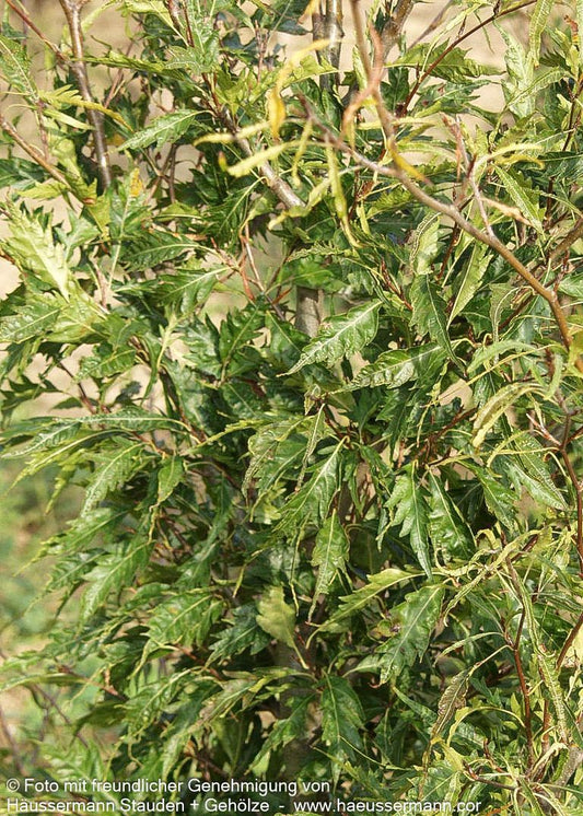 Farnblättrige Rot-Buche 'Asplenifolia' (Fagus sylvatica)