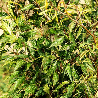 Farnblättrige Rot-Buche 'Asplenifolia' (Fagus sylvatica)