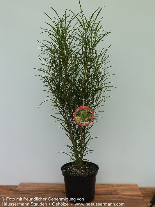 Farnblättriger Säulen-Faulbaum 'Fine Line' (Rhamnus frangula)