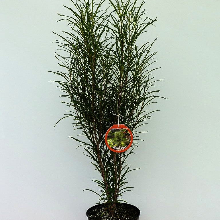Farnblättriger Säulen-Faulbaum 'Fine Line' (Rhamnus frangula)
