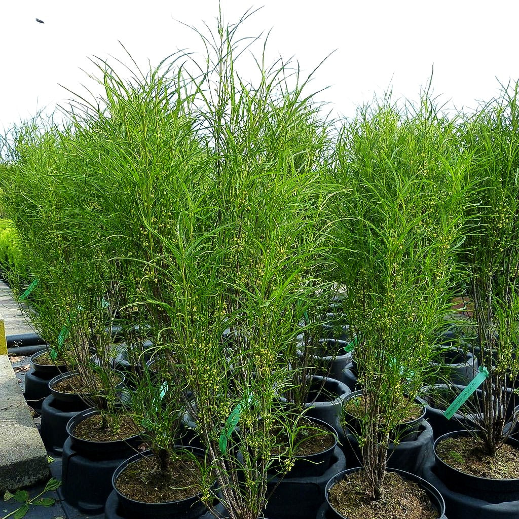 Farnblättriger Säulen-Faulbaum 'Fine Line' (Rhamnus frangula)