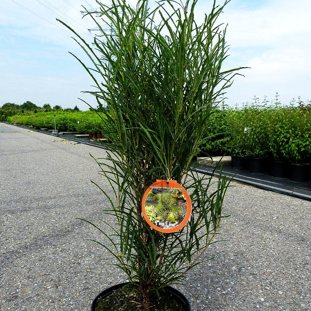 Farnblättriger Säulen-Faulbaum 'Fine Line' (Rhamnus frangula)
