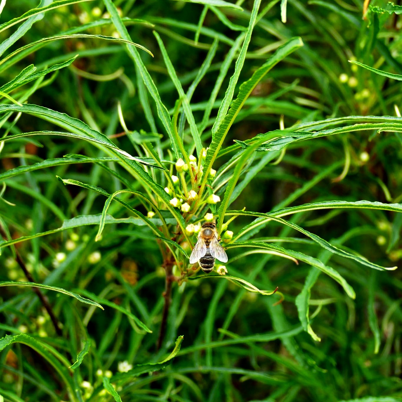 Farnblättriger Säulen-Faulbaum 'Fine Line' (Rhamnus frangula)