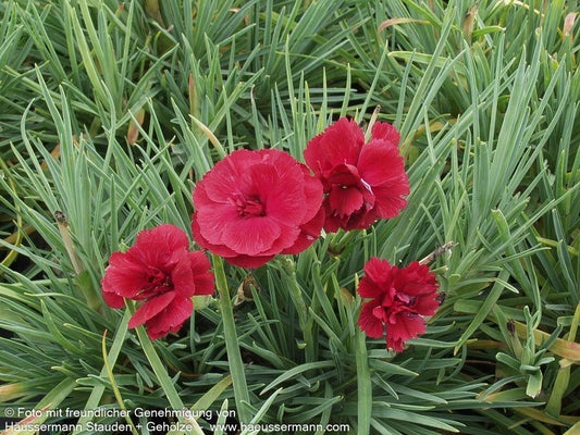 Feder-Nelke 'Cheryl' (Dianthus plumarius)