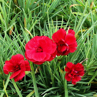 Feder-Nelke 'Cheryl' (Dianthus plumarius)