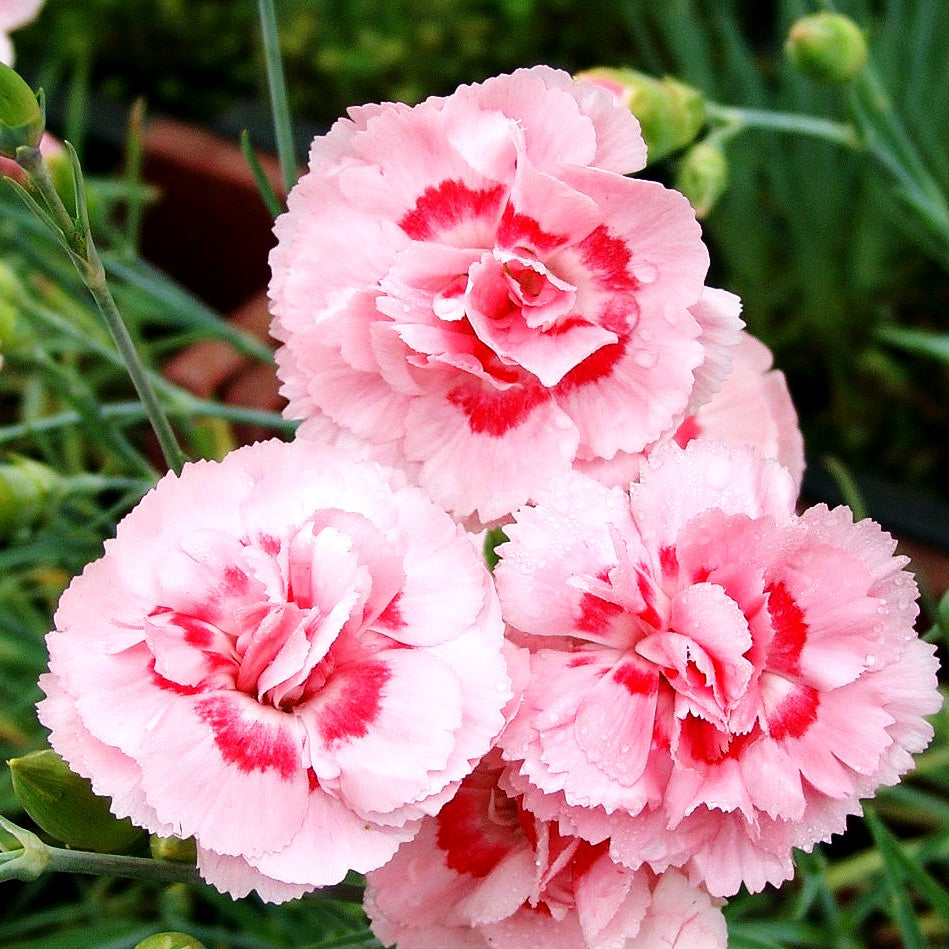 Feder-Nelke 'Doris' (Dianthus plumarius)