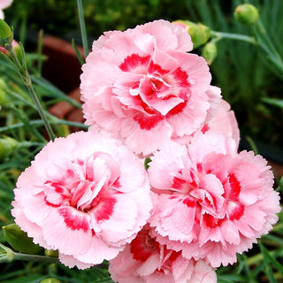 Feder-Nelke 'Doris' (Dianthus plumarius)