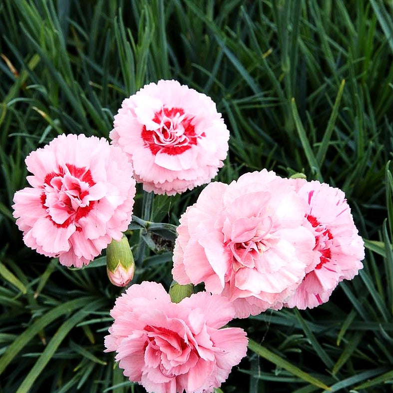 Feder-Nelke 'Doris' (Dianthus plumarius)