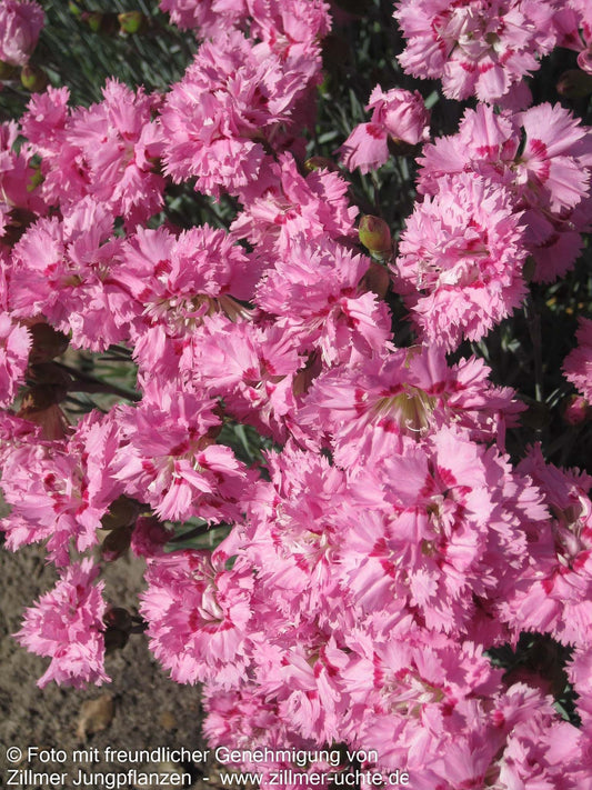 Feder-Nelke 'Maggie' (Dianthus plumarius)