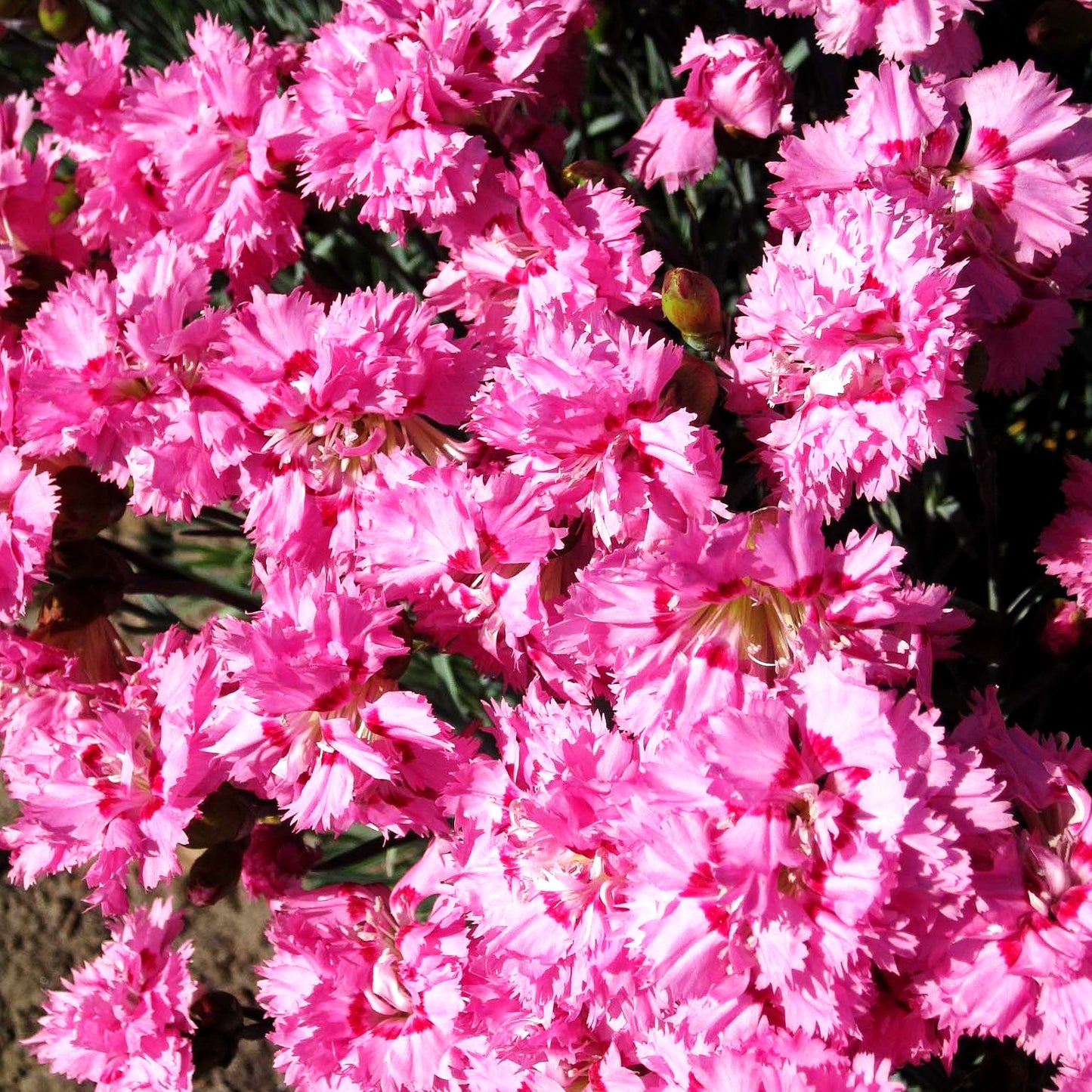 Feder-Nelke 'Maggie' (Dianthus plumarius)
