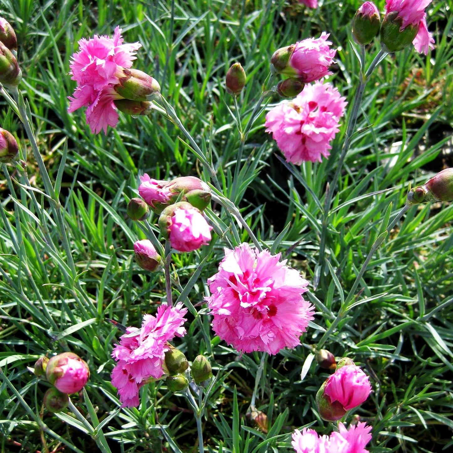 Feder-Nelke 'Maggie' (Dianthus plumarius)