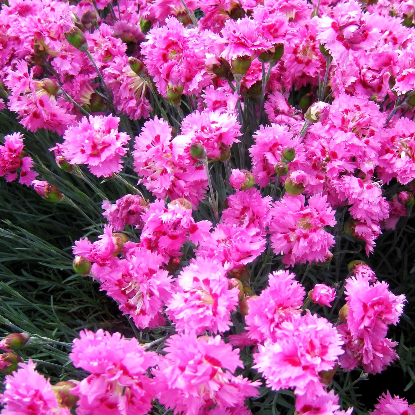 Feder-Nelke 'Maggie' (Dianthus plumarius)