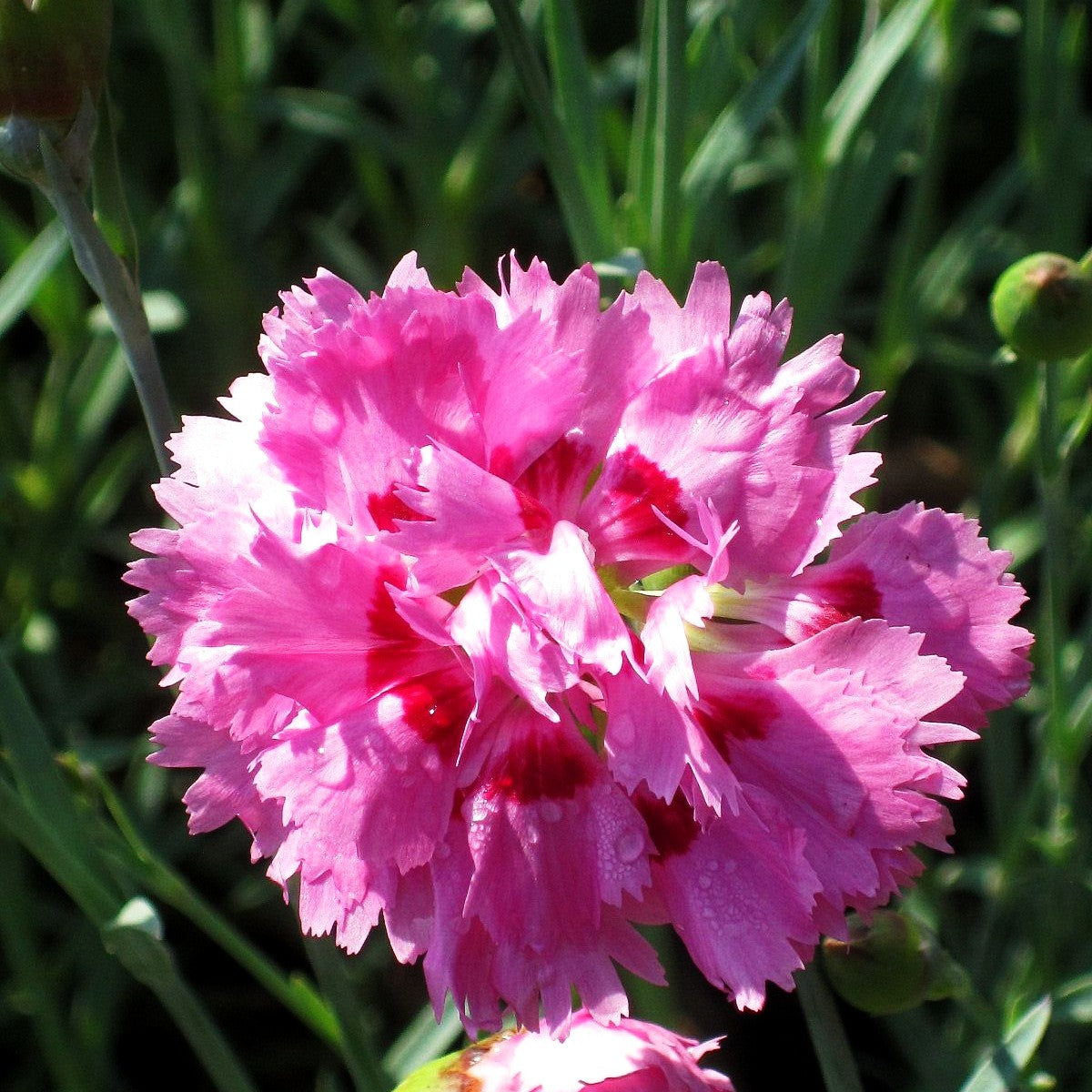 Feder-Nelke 'Maggie' (Dianthus plumarius)