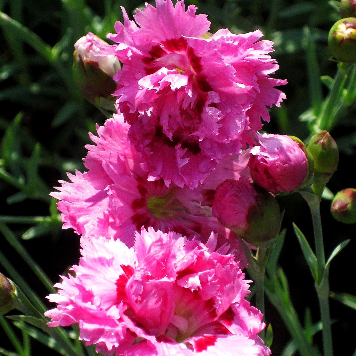 Feder-Nelke 'Maggie' (Dianthus plumarius)