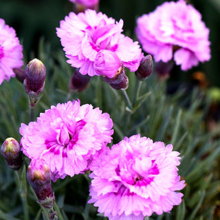 Feder-Nelke 'Pike's Pink' (Dianthus plumarius)
