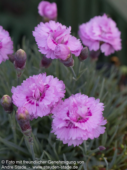 Feder-Nelke 'Pike's Pink' (Dianthus plumarius)