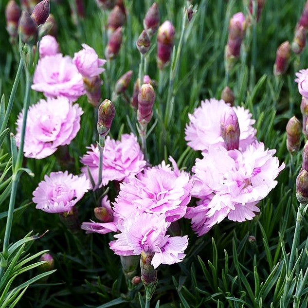 Feder-Nelke 'Pike's Pink' (Dianthus plumarius)
