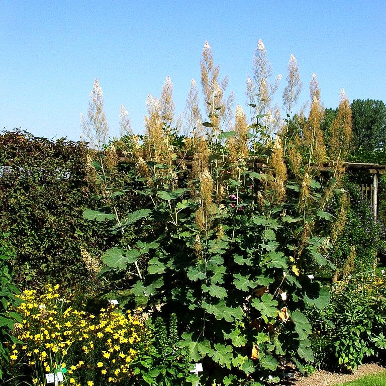 Federmohn (Macleaya cordata var.cordata)