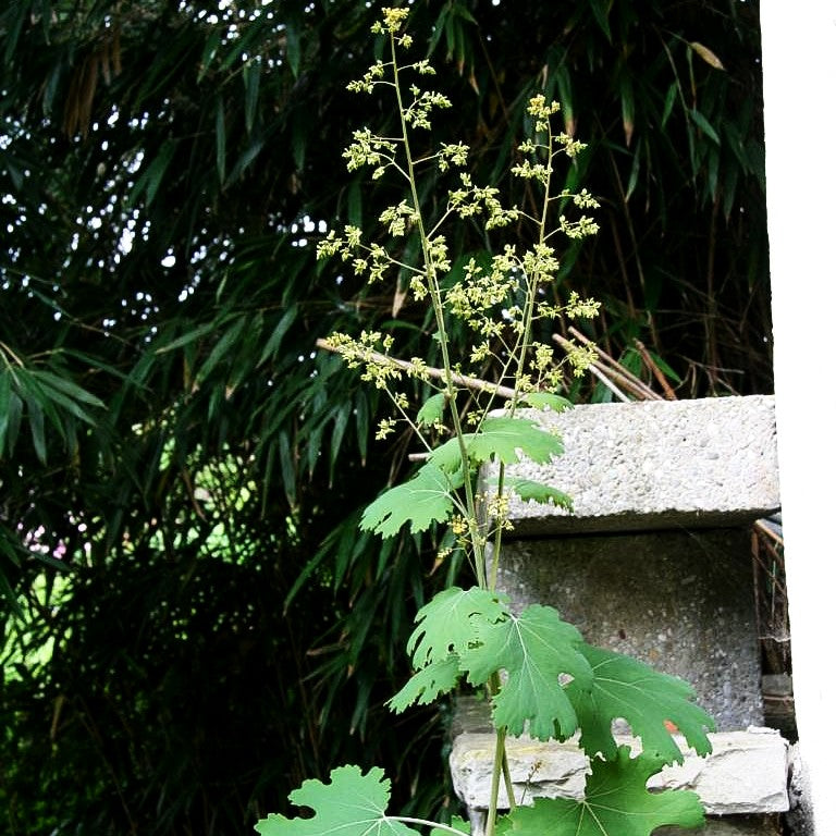 Federmohn (Macleaya cordata var.cordata)