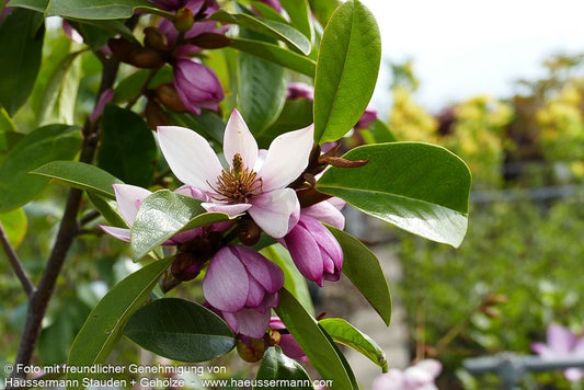 Feen- Magnolie 'Fairy Magnolia Blush' (Michelia)