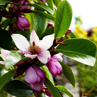 Feen- Magnolie 'Fairy Magnolia Blush' (Michelia)