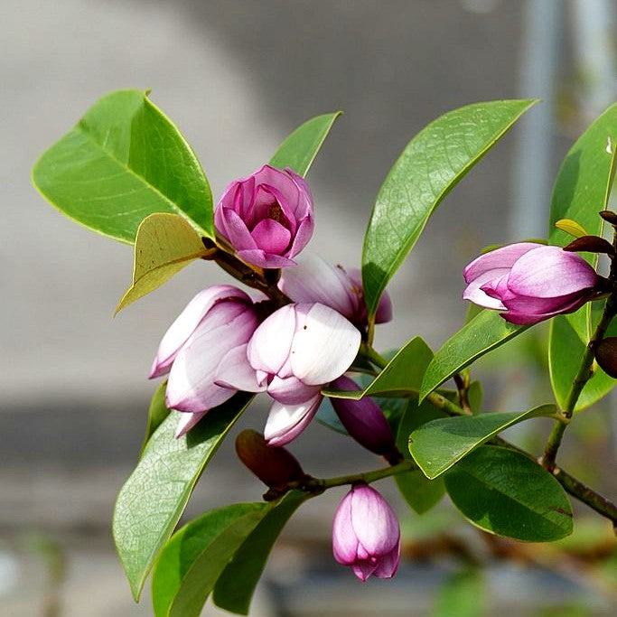 Feen- Magnolie 'Fairy Magnolia Blush' (Michelia)
