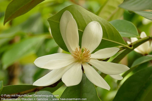 Feen- Magnolie 'Fairy Magnolia Cream' (Michelia)