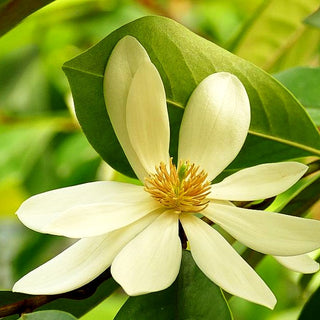 Feen- Magnolie 'Fairy Magnolia Cream' (Michelia)
