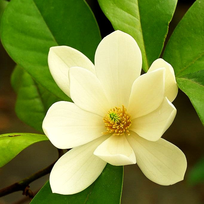 Feen- Magnolie 'Fairy Magnolia Cream' (Michelia)