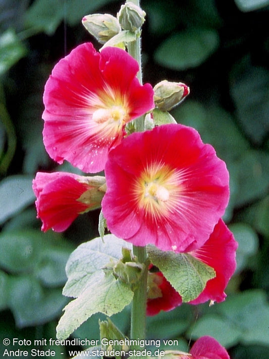 Feigenblättrige Stockrose (Alcea ficifolia)