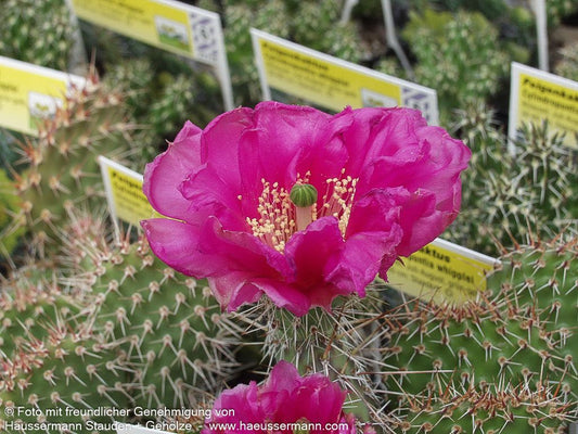 Feigenkaktus (Opuntia polyacantha, rosa)
