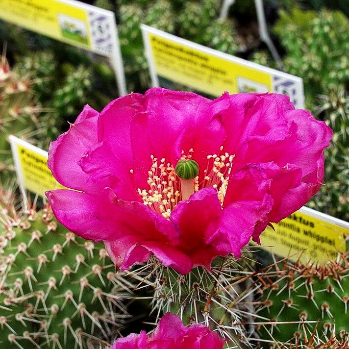 Feigenkaktus (Opuntia polyacantha, rosa)