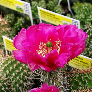 Feigenkaktus (Opuntia polyacantha, rosa)