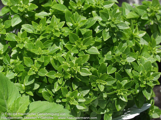 Feinblättriges Basilikum 'Bubikopf' (Ocimum basilicum)