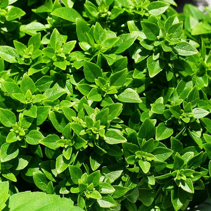 Feinblättriges Basilikum 'Bubikopf' (Ocimum basilicum)