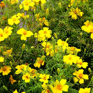 Feinblatt-Studentenblume (Tagetes tenuifolia)