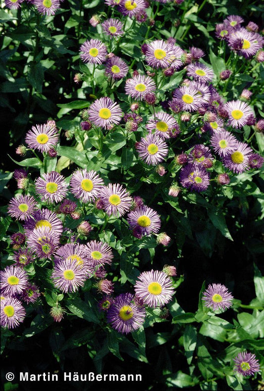 Feinstrahl 'Dunkelste Aller' (Erigeron x cult.)